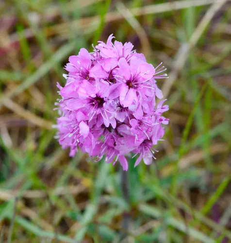 Alpine Catchfly