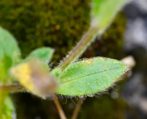 Alpine Mouse-ear