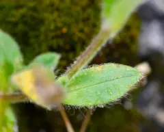 Alpine Mouse-ear thumbnail 1