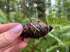 Milking Bonnet thumbnail 2