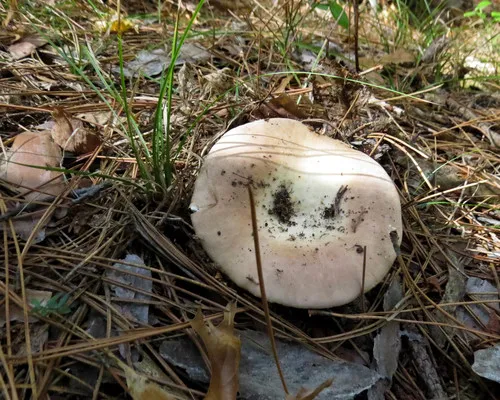 Clay-gilled Milkcap