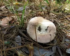 Clay-gilled Milkcap thumbnail 1