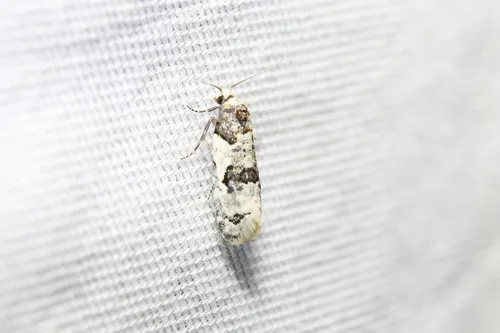 Henricus infernalis