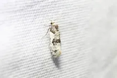 Henricus infernalis thumbnail 1