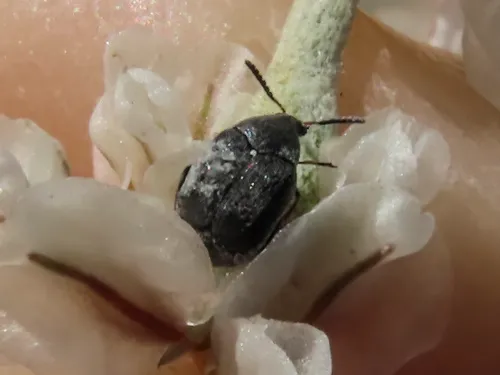 Pruinose Bean Weevil