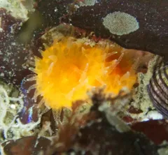 Orange Cup Coral thumbnail 2