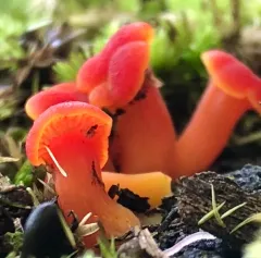 Vermilion Waxcap thumbnail 2