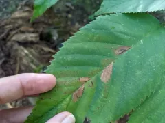 ironwood leafminer thumbnail 2