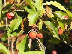 waxy-fruited hawthorn thumbnail 2