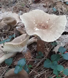 Lactifluus gerardii thumbnail 2