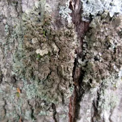 Yellow-edged Frost Lichen thumbnail 3