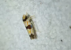 Erythroneura calycula thumbnail 2