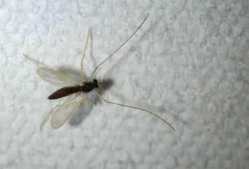 Phaenopsectra flavipes