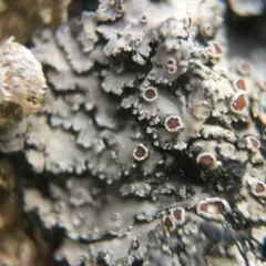 Big brown-eyed shingle thumbnail 1