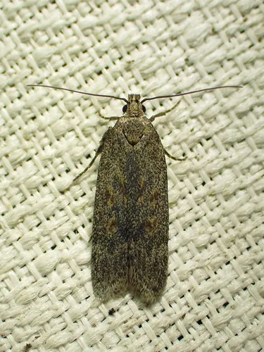 Filatima abactella