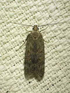 Filatima abactella thumbnail 1