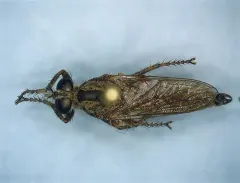 Black-spined Bladetail thumbnail 3