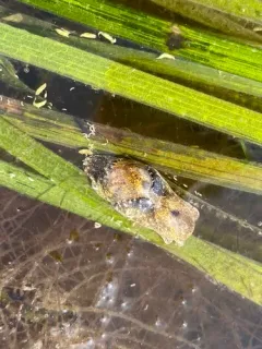 Japanese Bubble Snail thumbnail 2