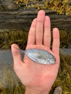 Butterfish thumbnail 4