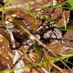 Gladicosa pulchra thumbnail 4