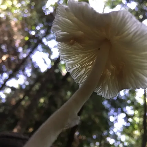 Skullcap Dapperling