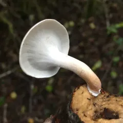 Blackfoot Polypore thumbnail 4