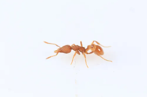 Pergande’s Mustache Ant