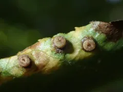 Caryomyia striolacrustum thumbnail 3