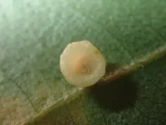 Hickory Puff Tart Gall Midge thumbnail 2