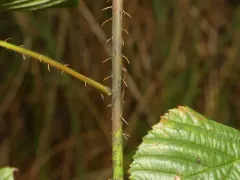 New England blackberry thumbnail 4