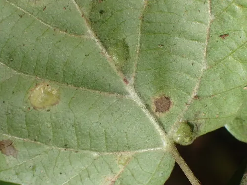 Sackenomyia commota