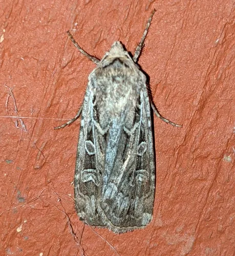 Army Cutworm Moth