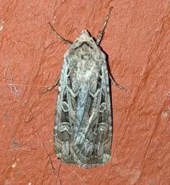 Army Cutworm Moth thumbnail 1