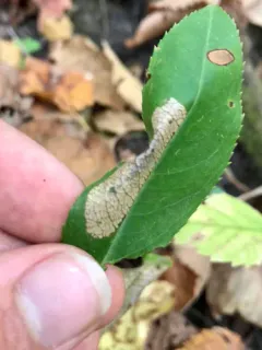 Unspotted Tentiform Leafminer Moth thumbnail 1
