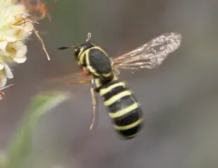 Pseudomasaris zonalis thumbnail 2