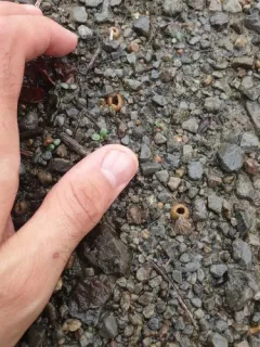 Geopora arenicola thumbnail 1