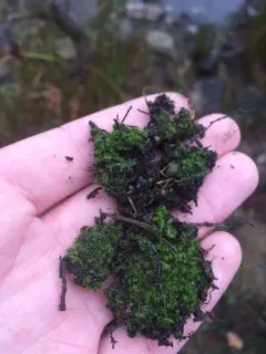 Pitted Frillwort thumbnail 1