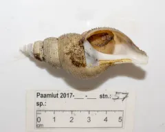 Colus pubescens thumbnail 2