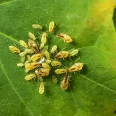 Norway Maple Aphid thumbnail 3