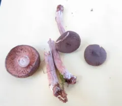 pap milkcap thumbnail 2