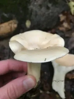 Trooping Funnel thumbnail 2