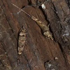 Cave Bristletail thumbnail 2