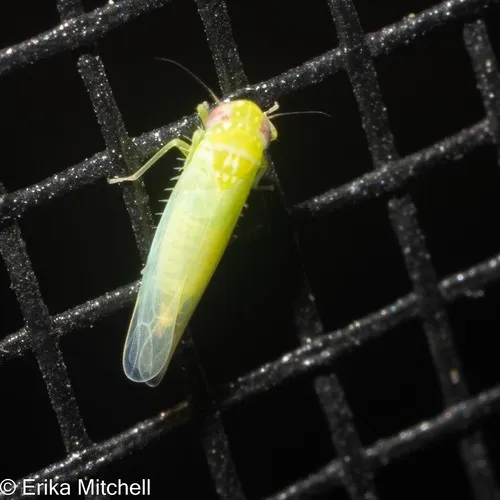 Potato Leafhopper