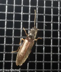 Brightwell's Click Beetle thumbnail 3