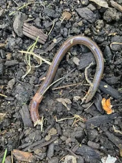 Rustic Jumping Worm thumbnail 2