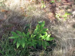 Sweet Chestnut thumbnail 2