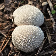 Peeling Puffball thumbnail 4