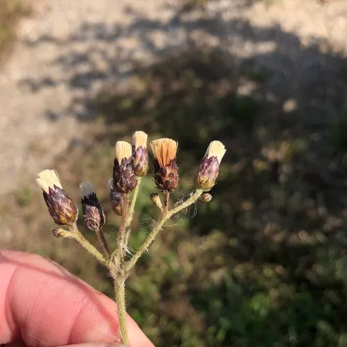 Missouri Ironweed
