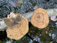 Daedaleopsis septentrionalis thumbnail 3