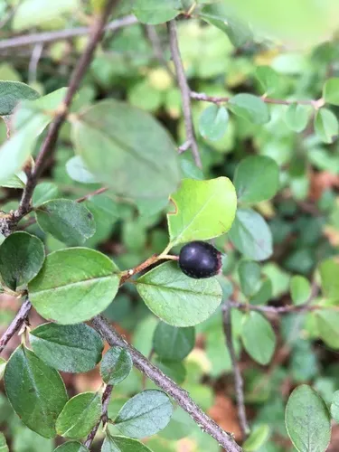 Few-flowered Cotoneaster